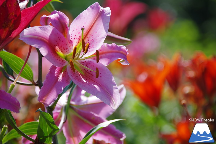 北海道最大級、213万輪のゆりの花！『オーンズ春香山ゆり園』